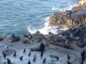 Sea Lions in La Jolla