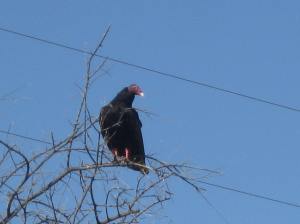 This buzzard was watching me closely sure I would be his next meal