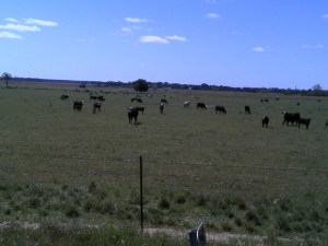 What y'all looking at?