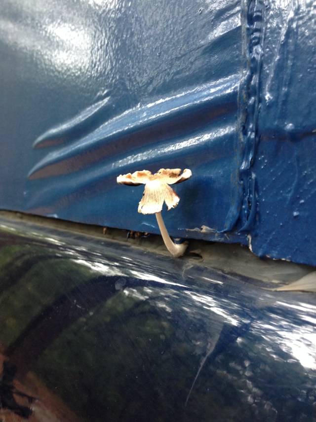 Fungus but no Moss yet.